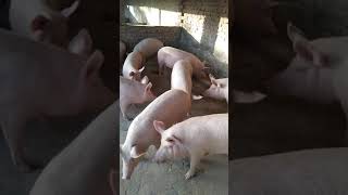 S.s Pig Farm Atrauli Aligarh 9634784736 .8755587648