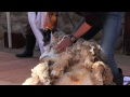 六甲山牧場 年に一度の羊の毛刈り