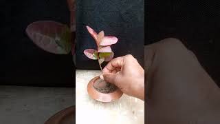 How To Plant A Guava Plant In A Small Port