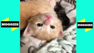 BEST FUNNY CLIPS | Funny Dogs and Funny Cat Videos (2019) - Moggies & Doggies