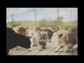 にゃんこ THE MOVIE OST - The Little Life ～ Cat Patrol（作曲：S.E.N.S.）