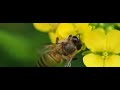 Honey Bee - 1