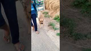 Apbt Yellow So Fenzi Pitbull Fighter Fight