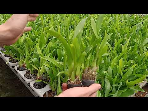 29/3 vũ nữ đang ngồng, hoàng hậu, cá M 25k/cây. 0974702106