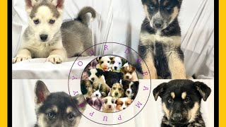 We Still Have Puppies Available