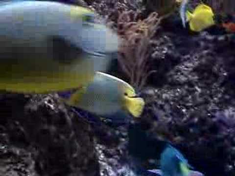 Coral reef fish