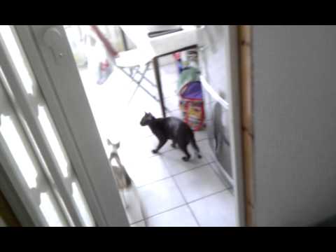 Rita the Cornish Rex cat does her high jump hunting routine.