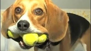 The most funny moments of Animals - Animals are so funny that you can die of laughter # 47