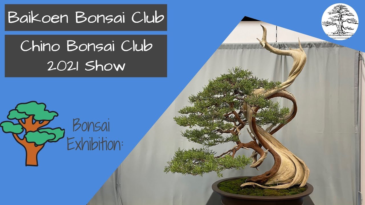 Bonsai Show