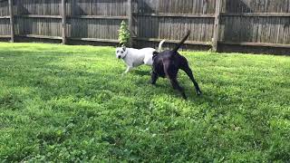 Pit Bull Terrierboston Terrier Mix With Rover Rescue