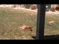Buddy & Dottie. Buddy cant get up Buddy & Dottie. Buddy cant get up