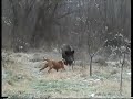 Pig and Dog Fight