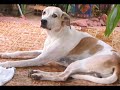 Que saudades do meu cão