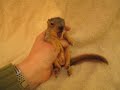 Baby fox tree squirrel calls for mom then yawns, Animal Advocates, Mary Cummins