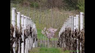 Maikammer-Alsterweiler am 31.03.2017 -Reben-