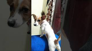 Watch My Jack Russell Terrier Sneakily Steal And Eat A Biscuit