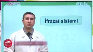 İfrazat Sistemi