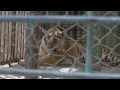 NEWS from Gaza: FOUR PAWS active in worst zoo in the world