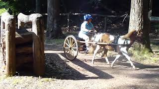 Donene McGrath and Sammy in Obstacle 3 - Gladstone 2012