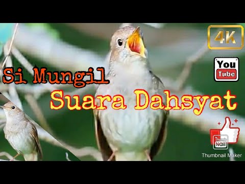 Sikatan Londo || Burung Mahal Incaran Kicau Mania || Untuk Masteran Murai batu, Kacer