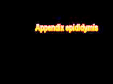Header of epididymis