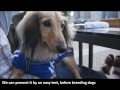 PRA - genetic disorder of dogs (Miniature dachshund)