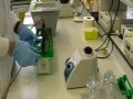 MSc in Molecular Exercise Physiology Western blot