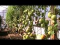 Extreme Tomato Pruning - Something Had to be Done