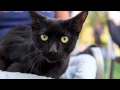 14 Black & Tuxedo Cats & Kittens are Available for Adoption