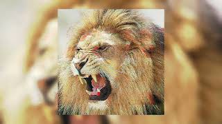 Martin Garrix Animals Slowedreverb Aswsongs