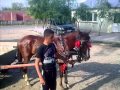 Caii lui Bogdan Dauceanu de la Zavoaia