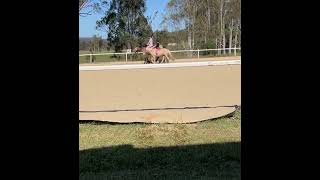 Big Horse Little Pony