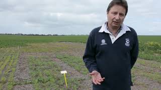 Optimising Legume Inoculation For Dry Sowing