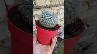 Yaşlı Kadın Kaktüsü Mammillaria Hahniana Kolay Bakım, Küçük Çiçekler