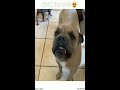 Cute SMILING Dogs | Funny Pets Video Compilation