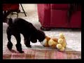 CANE INCULA PELUCHES