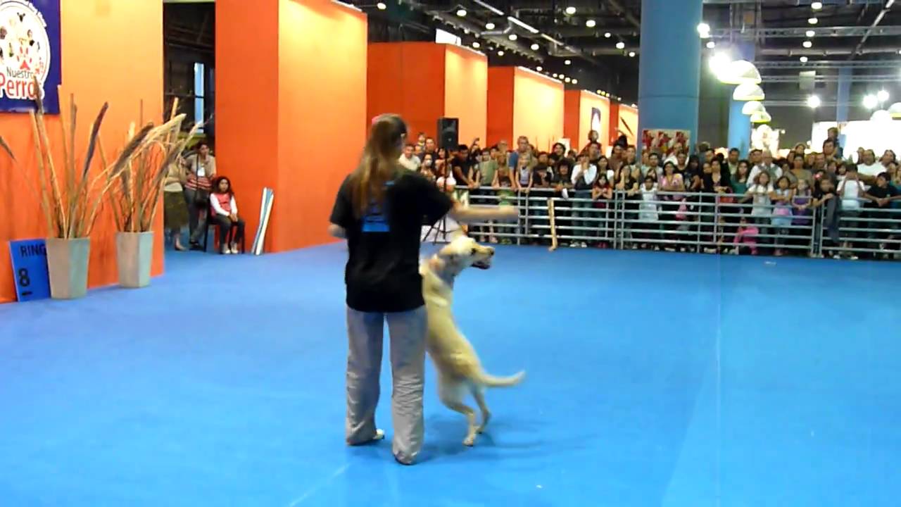 FREESTYLE CANINO freestyle canino: