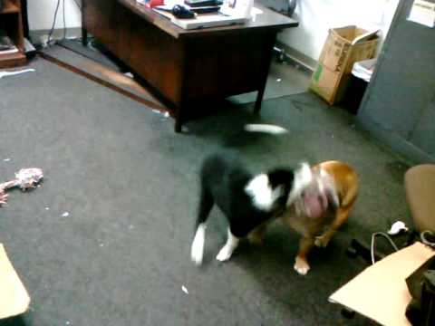 Watch How to Make Your Labrador Retriever Happier video Watch How to Make Your Labrador Retriever Happier video