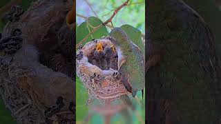 Mom Feeding Her 9 And 11 Day Old Hummingbird Chicks.