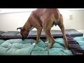 Cane Boxer Partorisce in Diretta Dei Cuccioli e Prima Poppata - Video del Parto