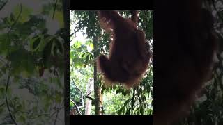Mother & Baby Orangutan Roaming.