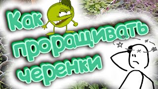 Как Проращивать И Укоренять Черенки (Секрет 100%-Го Успеха). Черенкование Петунии