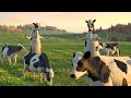FUNNY COW DANCE 1 │ Cow Dance Song & Cow Videos 2024