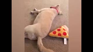 These dogs are arrogant and naughty but so cute…😂🤣
