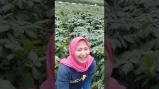 Masih Punya Stok Cawet Gak Teman-Teman