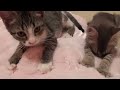 THE BEST CUTE AND FUNNY ANIMAL VIDEOS OF 2019!