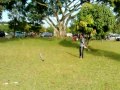 Pertarungan Sengit 2 Sepupu images Pertarungan Sengit 2 Sepupu