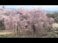 麻績の里 舞台桜 (飯田市座光寺) WEB こんにちは伊那谷