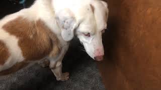 99.7 CYK Rescue Pet of the Week - Camila