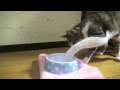 ちべたい猫 - Ice vs Ohagi -